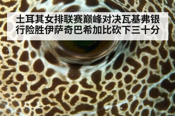 土耳其女排联赛巅峰对决瓦基弗银行险胜伊萨奇巴希加比砍下三十分